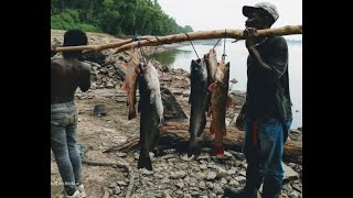 Catfishing at the Cornelius Honey Hole  Mississippi River [upl. by Isabelle429]