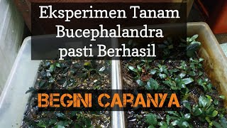 Percobaan bertanam Bucephalandra dengan dua media Tanam yang berbeda [upl. by Elliot]