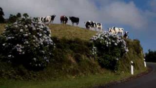 Happy dairy cows on SMiguel Azores island [upl. by Joiner]