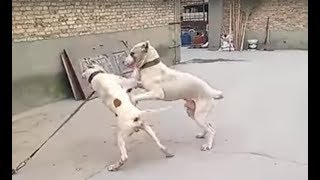 Pitbull attacks a Bully Kutta [upl. by Sualkin823]