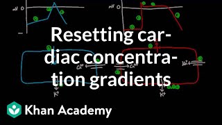 Resetting cardiac concentration gradients  Circulatory system physiology  NCLEXRN  Khan Academy [upl. by Ahsiekel337]