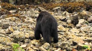 Young black bear foraging near Tofino [upl. by Norab36]