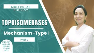 Topoisomerases  Mechanism of Type I Topoisomerases  CSIRNETJRF  Molecular Biology [upl. by Devona]