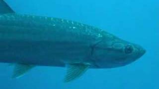 Freediving  Bahamas Deans Blue hole [upl. by Kola]