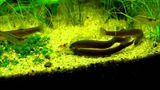 Pangio oblongaJava Loach Black kuhli feeding time [upl. by Redd]