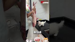 kucing kecil yang sangat rakus‼️😂 [upl. by Nottus]