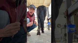 WHISK for grooming horses 🐴 Learning new grooming techniques from snow stuck to dogs [upl. by Elak]