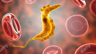 Trypanosome trypanosomiase parasitologie 3eme année médecine résidanat résumé et essentiel du cour [upl. by Oag]