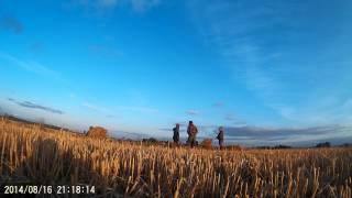 gås jakt goose hunting hanhijahti [upl. by As]