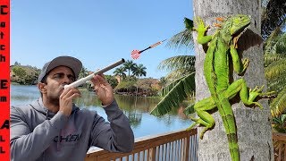 BLOW DARTS for IGUANA CATCHING Iguanas Falling from Trees in Cold Weather [upl. by Samled]