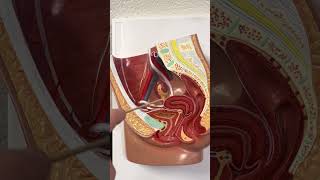 Female Reproductive System Anatomy deeper structures [upl. by Zacks811]