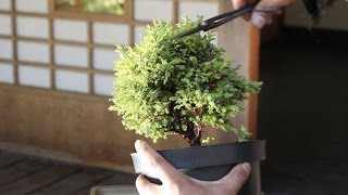 How to make a Bonsai tree from a starter kit [upl. by Annie]