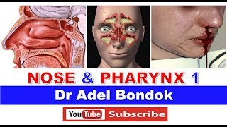 Anatomy of the Nose Nasoharynx and Oropharynx Dr Adel Bondok [upl. by Nwad]