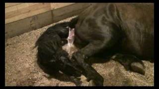 Friesian Horse Giving Birth graphic [upl. by Eatnwahs]