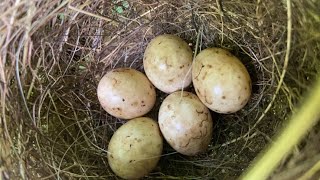 Garden Warbler Nest and Eggs [upl. by Nimajeb]