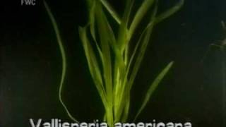 eelgrass  tapegrass Vallisneria americana [upl. by Euqinahc]