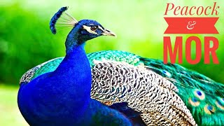 Peacock best 4k video  mor ki full hd video  peacock feeding  mor ki khorak [upl. by Nalyr142]