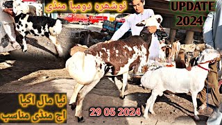 Dumba Mandi Nowshera New Update 29 May 2024 l Eid Ul Azha Turky Balkhi Dumba Price l Waqas Goat Farm [upl. by Collier]