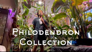 40 types of Philodendron Fall Collection [upl. by Montanez]