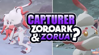 COMMENT CAPTURER ZOROARK et ZORUA DHISUI Pokémon LegendsArceus [upl. by Wallford]