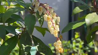 Pieris Japonica Plant Profile [upl. by Naik]