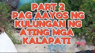 PART 2 PAG AAYOS NG KULUNGAN NG ATING MGA KALAPATI kalapatids kalapatikaibon [upl. by Terrance]