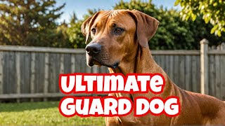 Meet the Rhodesian Ridgeback The Ultimate Guard Dog for Protection  rhodesian ridgeback guard dog [upl. by Carlita802]