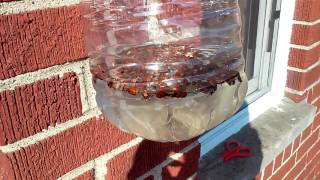 Simple DIY Junebug Catcher [upl. by Pellikka]