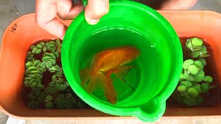 Goldfish Breeding Step By Step Process  Update from Breeding to Fry How to breed goldfish [upl. by Rauscher]