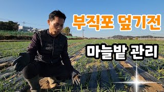 마늘밭 부직포 덮기전 이것 무름병 냉해 예방 [upl. by Orth]