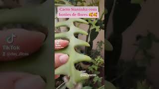 Cacto Sianinha com flores 🥰​🥰 cactus cactosianinha plant plantas flores flowers flower [upl. by Fadiman]