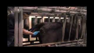 HOW TO PLACE A CIDR DEVICE IN A COW [upl. by Aicilav]