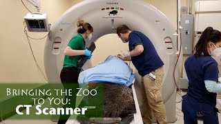 Bringing the Zoo to You CT Scans [upl. by Nadean]