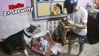 Mafia Security ki Full Guarantee 👿  Pitbull Dog Protecting Baby  Mafia The Pitbull [upl. by Sivrahc]