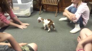 Baby Goat Playing with the Kids [upl. by Potash]