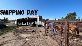 Shipping 850 pound Stocker Heifers off grass Gained over 2 pounds a day [upl. by Brynna]