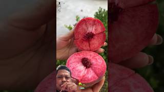 watermelon grapeharvest fruit grape food grapefruit plants funny stitch grapegrowing [upl. by Ammamaria]