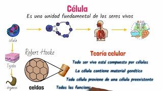 La Célula Clasificación y Estructura [upl. by Tarrah]