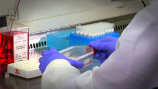 Primary Cell Culture Protocols amp Guidance [upl. by Dianne]