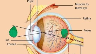 Eye structure and function  detail lectures  biology  ncert based [upl. by Eimmac]