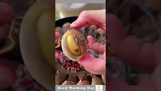 Hard Working Day 269 Golden Apple Snail Extraction Process [upl. by Mazel]