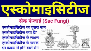 एस्कोमाइसीट्स  ascomycetes in hindi  sac fungi  ascomycetes fungi  ascomycetes characteristics [upl. by Gonzalo149]