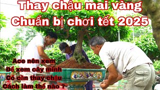 thay chậu mai vàng chuẩn bị chơi tết 2025 [upl. by Kimberley502]