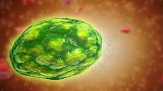 هآآآم Les lysosomes primaires [upl. by Analos]