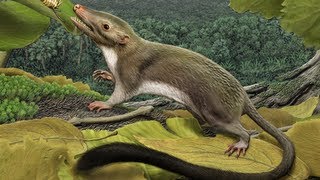 Researchers Reconstruct the Common Ancestor of Placental Mammals [upl. by Richma]