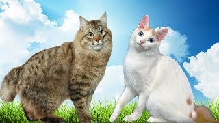 American Bobtail vs Japanese Bobtail Cat  Whats the Difference [upl. by Ingunna84]