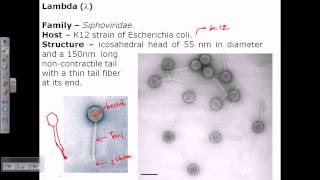 Lambda phage structure [upl. by Annohsak]