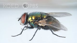 Here’s How That Annoying Fly Dodges Your Swatter  Deep Look [upl. by Novia]