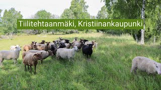 Pohjalaismaakuntien perinnebiotoopit Tiilitehtaanmäki Kristiinankaupunki [upl. by Nitaf]