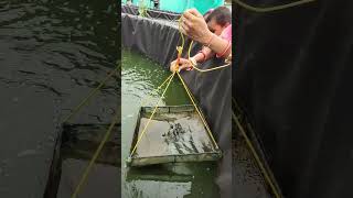 How to give feeds to Biofloc fish  Prawns farming in Biofloc Tank  alekha sahoo biofloc shorts [upl. by Fernyak233]